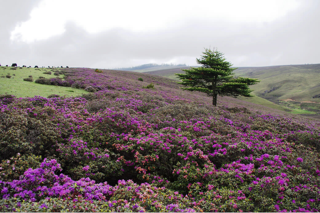 麗江戶外徒步線路,麗江戶外拓展,麗江戶外徒步,麗江企業(yè)團建,麗江老君山徒步