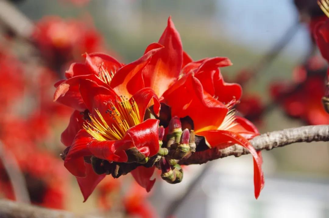 灼灼其華，麗江這些地方一到春天便徹底“火”了