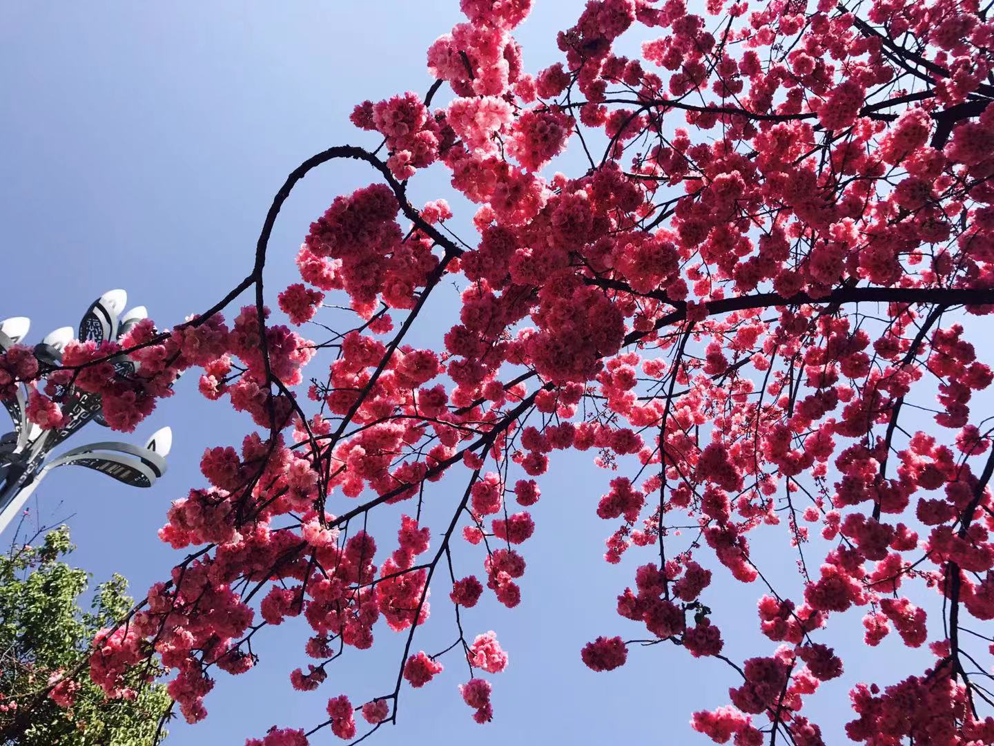 絕美！麗江最美櫻花大道迎春怒放，你再不來，她就謝了！