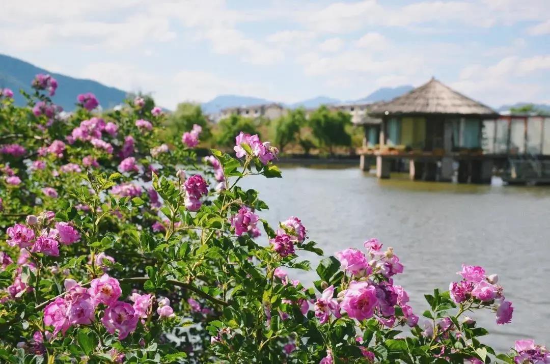 陽春三月，來這里偶遇花仙子、品花釀美酒，奔赴一場(chǎng)“花癡”盛宴