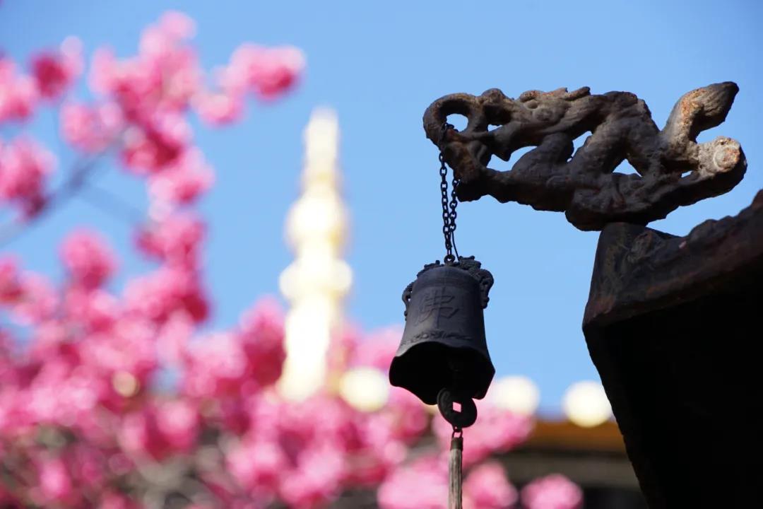 最美櫻花藏古寺，百年櫻花笑春風(fēng)，麗江普濟(jì)寺春色你還沒領(lǐng)略過？