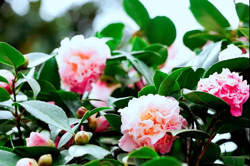 玉龍山下，悠悠古巷，花意正濃