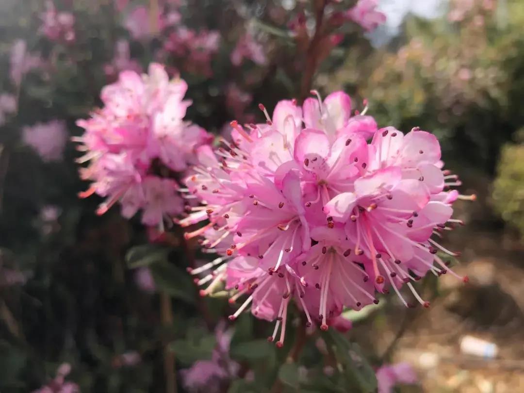 麗江這個地方的十萬多株馬纓杜鵑綻放，美得一塌糊涂！