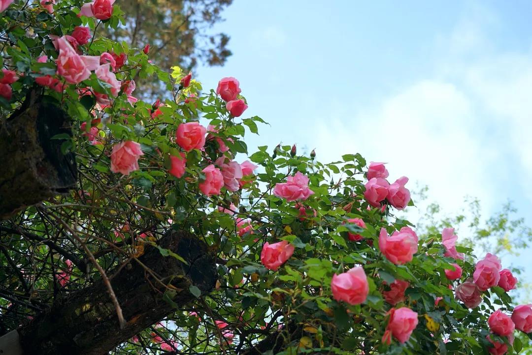 四月，義無反顧地趕赴一場轟轟烈烈的盛宴……