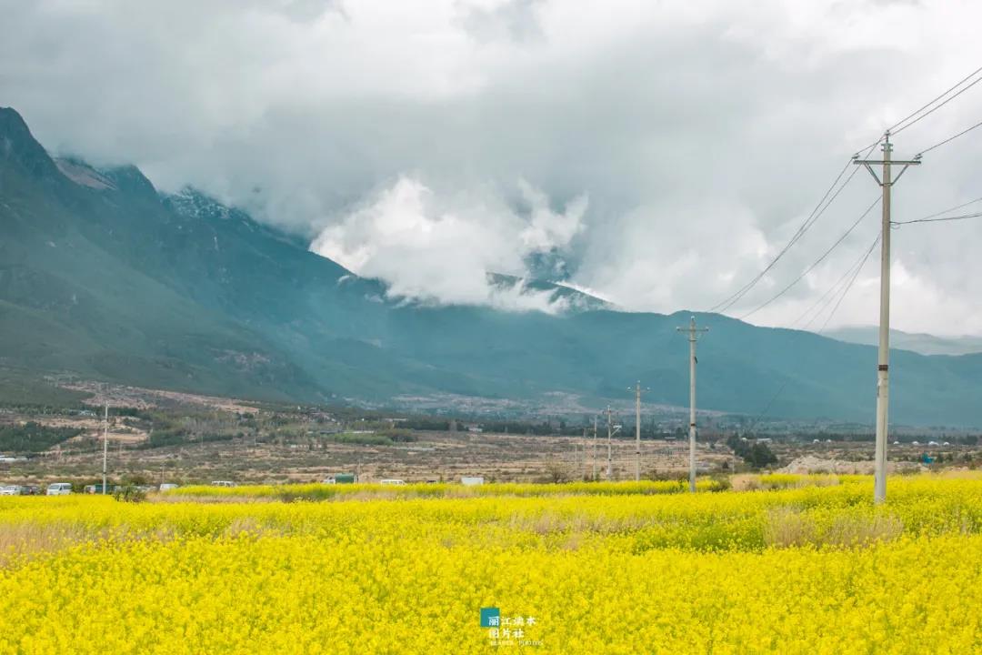 太美了！麗江這里有近三百畝油菜花盛開，周末就去打卡！