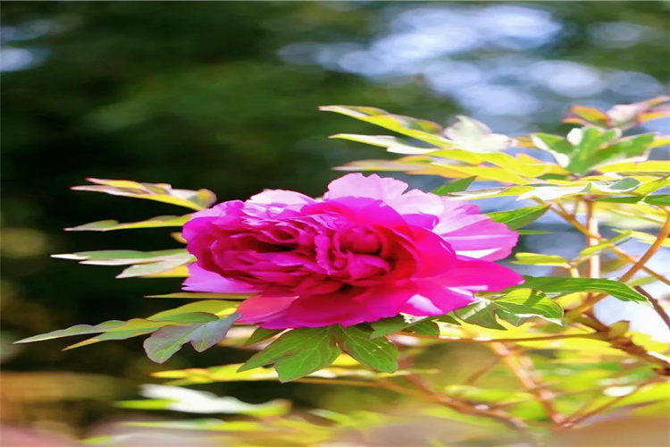 我勸你來麗江，過一次春天！