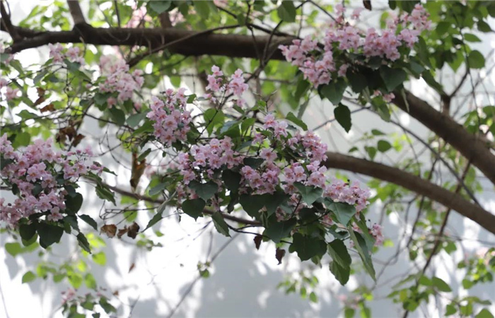 麗江楸木花開，整座城市更加精致！