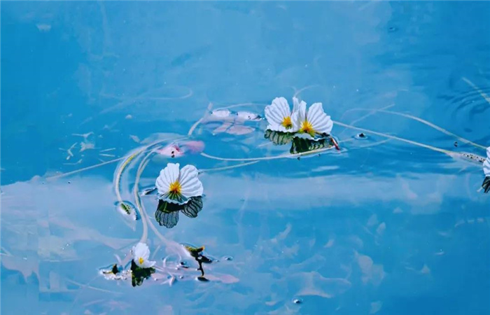 在麗江，留白一種生活