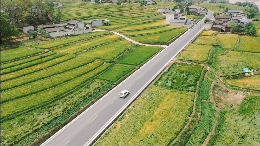 麗江江邊巨甸正是“風(fēng)吹麥浪”時(shí)，千畝青綠麥田，太美了！