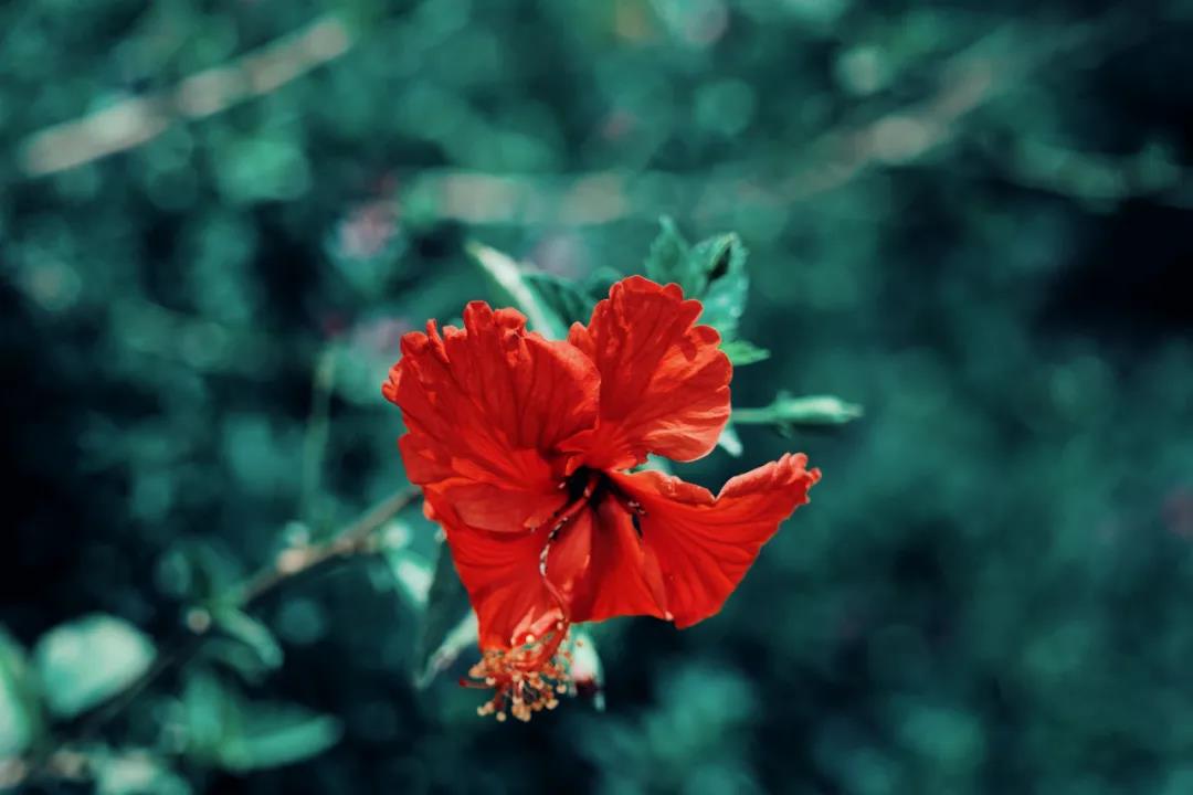 大美永勝！季節(jié)在這里，遺忘更替……