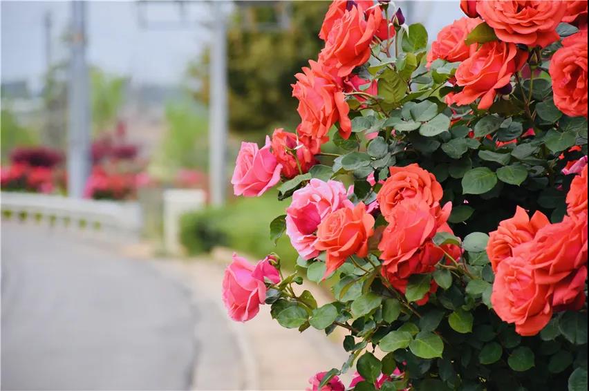 綿延12公里的月季大道、設(shè)計(jì)多樣的11個環(huán)島、96座花拱門…花園城市已初顯雛形！