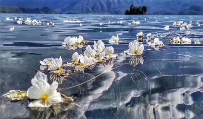 麗江旅游 戲水、弄花！瀘沽湖最美的季節(jié)到了！