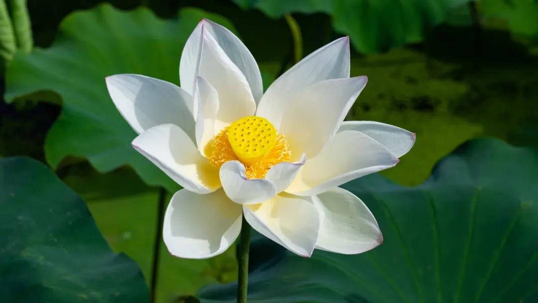 美了！三川荷花已悄然綻放，即將驚艷整個夏天！