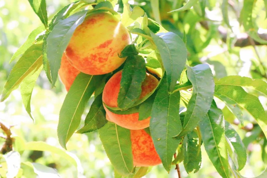 如果錯過了摘櫻桃摘草莓的季節(jié)，麗江城郊金沙江邊，竟藏著一處采摘樂園