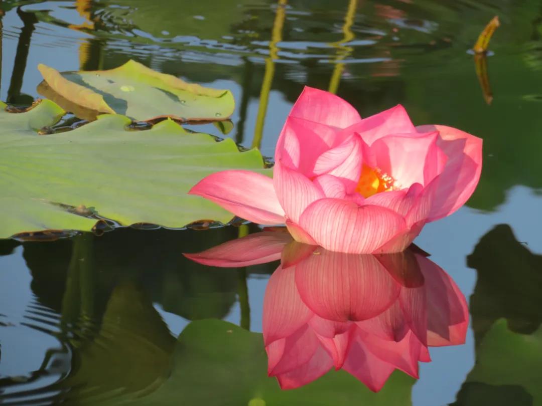 為何而來，為荷來