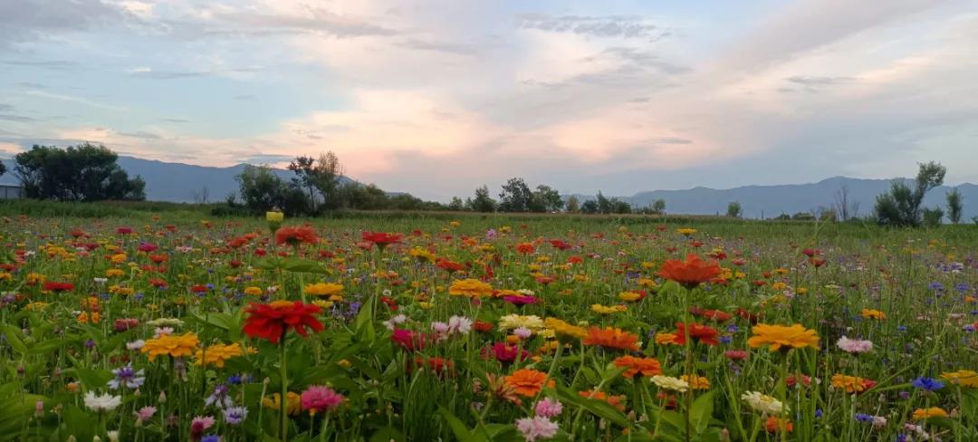 這片在麗江城邊開放的花海，終于被發(fā)現(xiàn)了！