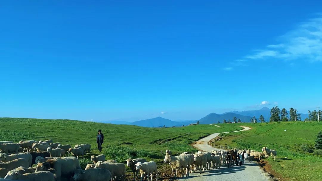 草原、花海！麗江竟藏著這樣一個秘境…