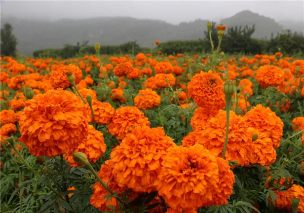 麗江多處萬壽菊競(jìng)相綻放，上千畝花海，美爆了！