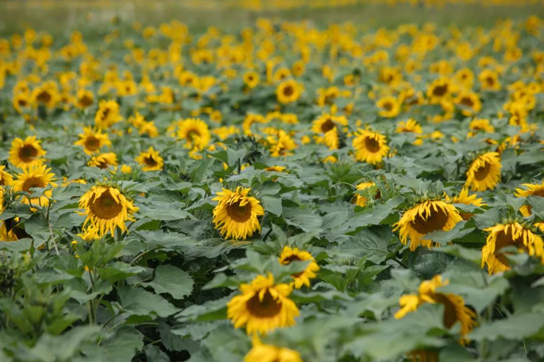 麗江傳媒公司：雪山腳下百畝向日葵盛開！一起去麗江小眾旅游景點(diǎn)打卡