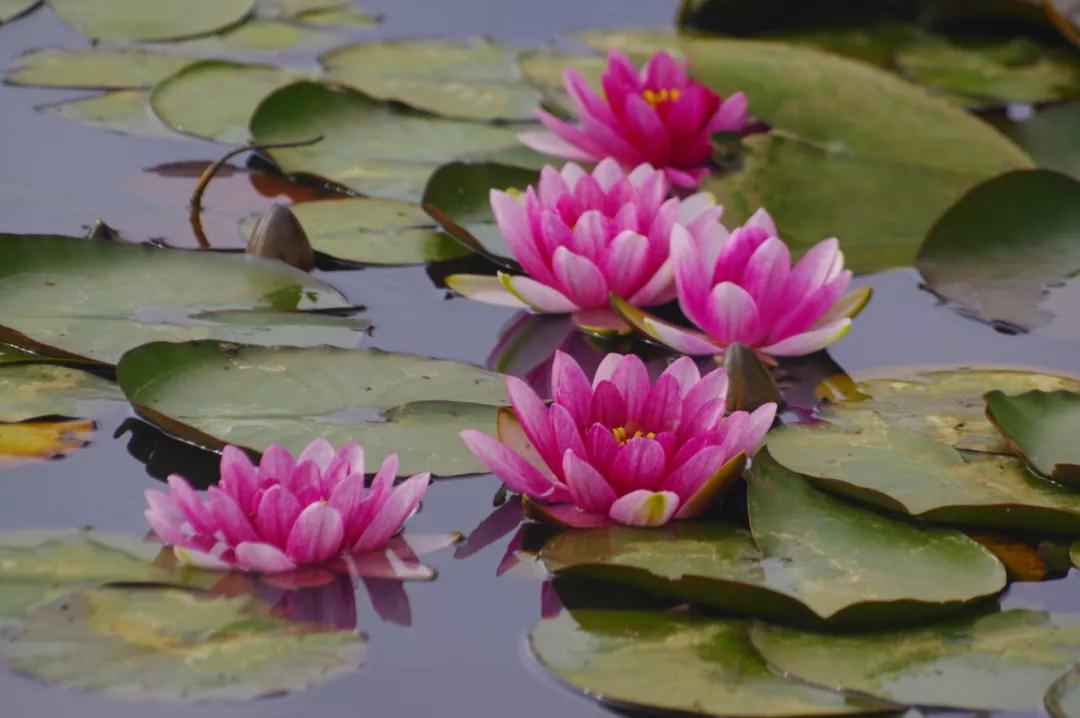 美爆！麗江這里的睡蓮開啦，隨手拍都是大片