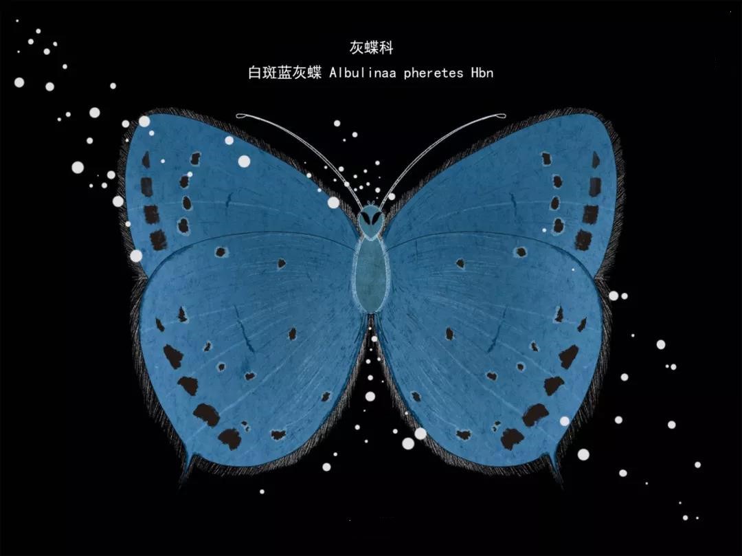 麗江傳媒公司：什么是玉龍雪山生物多樣性之美？且看這一只只“會飛的花朵”