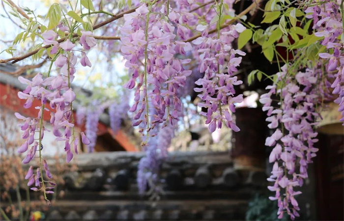 麗江旅游攻略：每個(gè)人的心里，都有一個(gè)麗江夢(mèng)