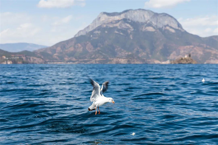 麗江旅游攻略：看！它們又來了