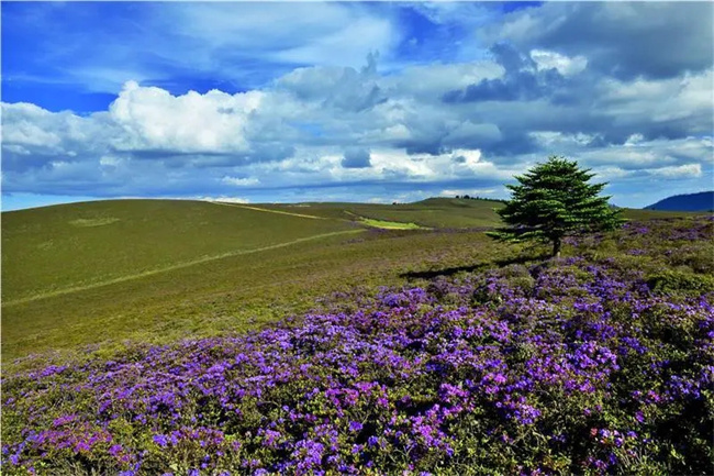 麗江小眾旅游景點推薦：麗江黎明格拉丹草原，來麗江旅游不可錯過的美景