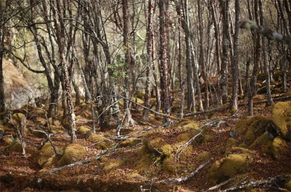 麗江傳媒公司：在冬日來臨前，徒步斑斕原始森林，探秘麗江最后的隱世凈土！