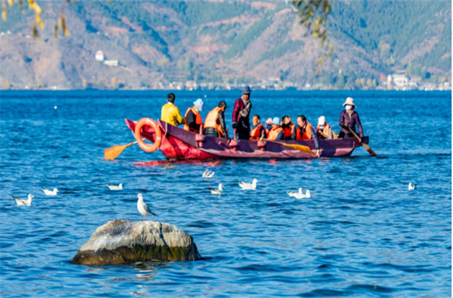 看！它們又來(lái)了