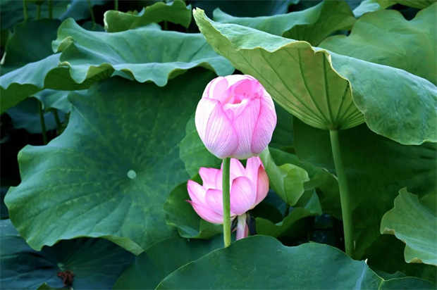 為什么一定要去麗江三川？