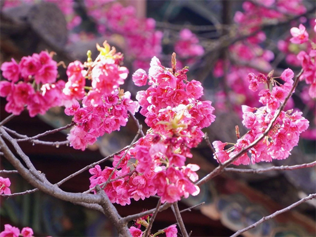 云南旅游,云南旅行社,云南團建公司,云南會議公司,云南策劃公司,麗江旅游,麗江旅行社,麗江團建公司:再不看就來不及了，普濟寺的櫻花又開了……