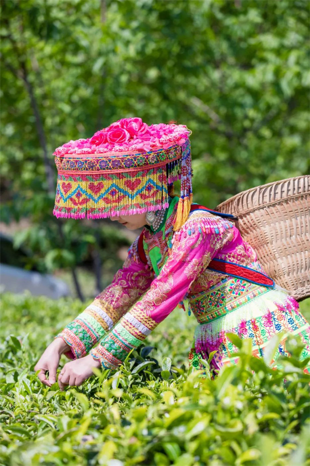 云南旅游,云南旅行社,云南團建公司,云南會議公司,云南策劃公司,麗江旅游,麗江旅行社,麗江團建公司,麗江策劃公司：采茶去！在麗江永興邂逅一袖春山香