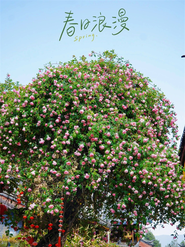 云南旅游,云南旅行社,云南團建公司,云南會議公司,云南策劃公司,麗江旅游,麗江旅行社,麗江團建公司,麗江策劃公司,麗江會議公司：一季芳華，半城詩畫，麗江古城的薔薇開了