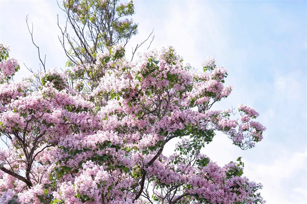 云南旅游,云南旅行社,云南團建公司,云南策劃公司,云南會議公司,麗江旅游,麗江旅行社,麗江團建公司,麗江策劃公司：楸木花開，該去束河古鎮(zhèn)一趟了