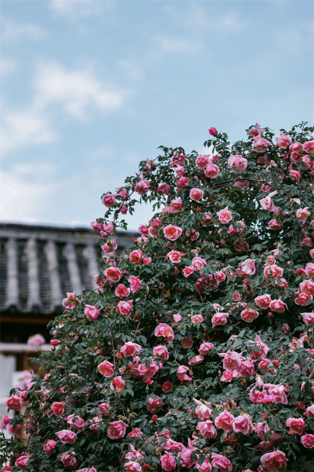 云南旅游,云南旅行社,云南團建公司,云南策劃公司,云南會議公司,麗江旅游,麗江旅行社,麗江團建公司,麗江策劃公司,麗江會議公司：一藤成景、孤株成林，有種幾乎接近于完美的花叫“麗江之路”